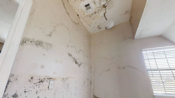 Best Real Estate Mold Inspection  in Fort Knox, KY