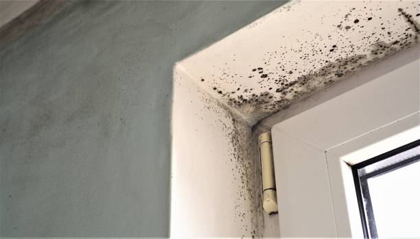 Best Mold Documentation for Insurance Claims  in Fort Knox, KY