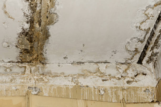 Best Emergency Mold Remediation  in Fort Knox, KY