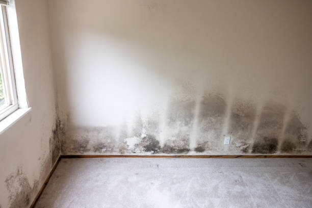 Best Basement Mold Removal  in Fort Knox, KY