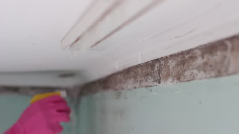 Best Mold Removal for HVAC Installations  in Fort Knox, KY